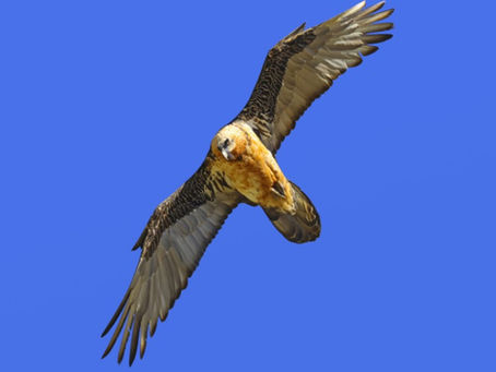 kuer.at zeigt Bartgeier im Nationalpark. Foto von M. Leitner