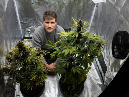 ARD-Wissen-Reporter Frank Seibert hockt hinter Cannabis-Pflanzen. Kür Newsmagazin.