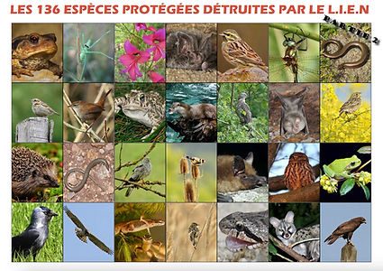 136 especes partie2.jpg