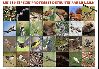 136 especes partie4.jpg