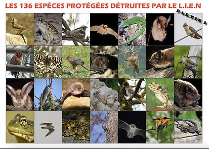 136 especes partie3.jpg
