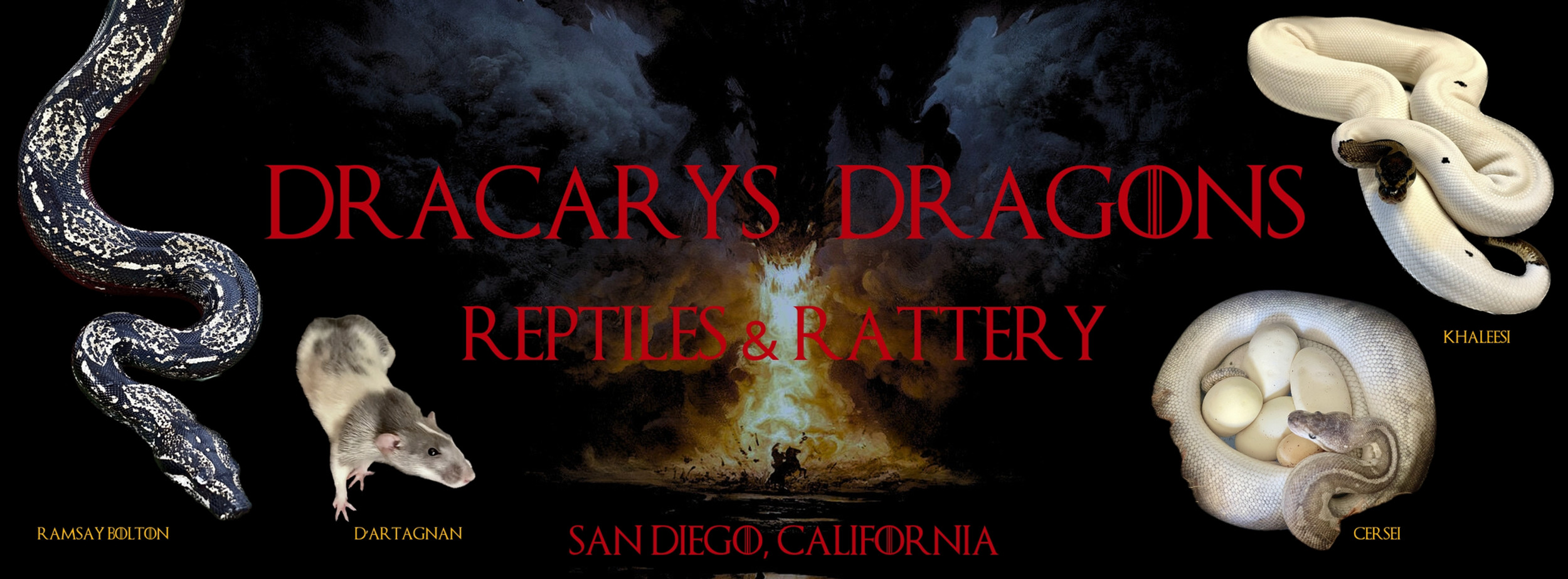 Dragon Python Real Ball pythons | Dracarys Dragons