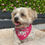 Thumbnail: Camper Van Life Pet Bandana
