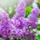 Thumbnail: Fresh Lilac