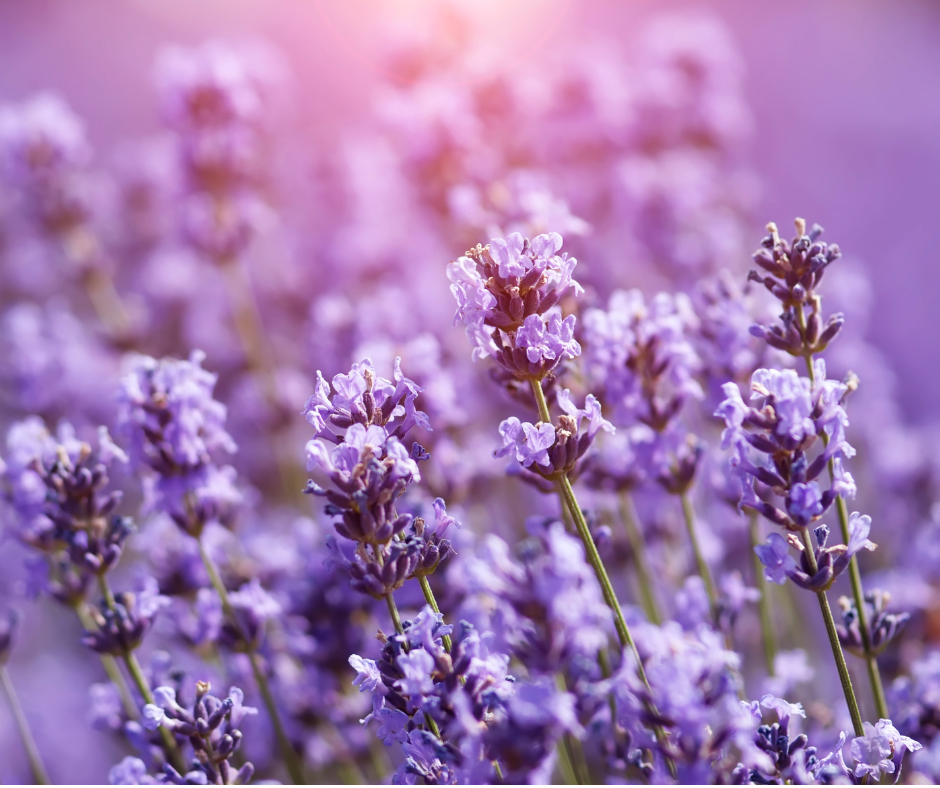 Lavender
