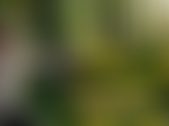 Olivier B. Landry fait du Qi Gong dans la forêt.