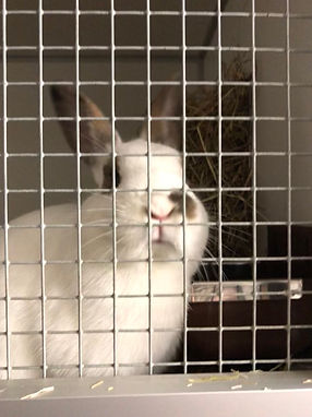 rescued rabbit