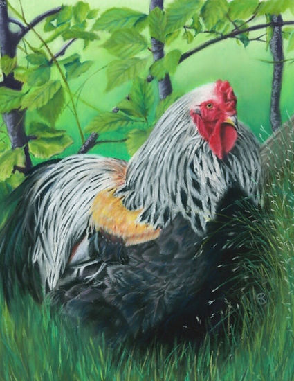 Cockerel, haan, farm, hiding
