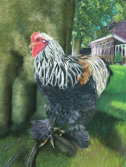 Haan, farm, cockerel