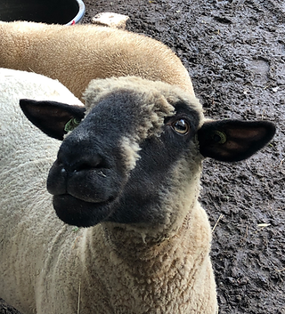 Sheep at Flappus