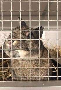 netherland dwarf rabbit