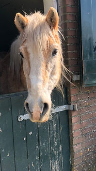 Horse in stable, Sofie, Blackberry's Friends