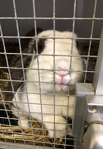 lop eared rabbit