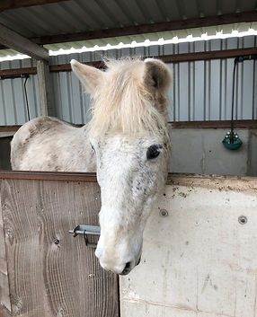 grey horse, horse retirement, horse in a stable