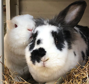 Cute bunnies