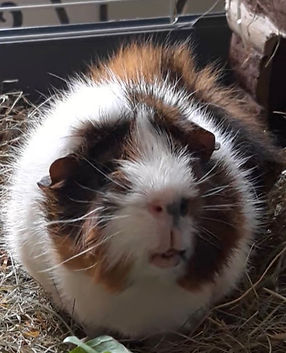 cute guinea pig