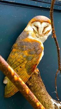 de kerkuil, barn owl,