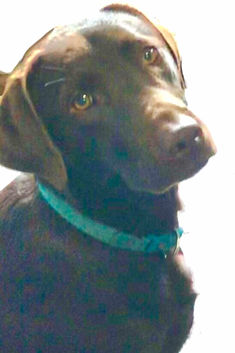 chocolate labrador