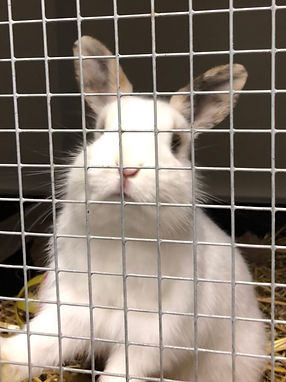 white rabbit