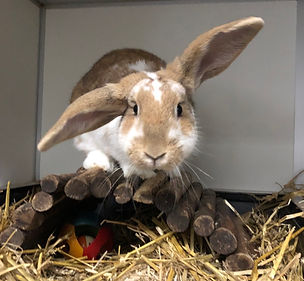cute bunny Dex