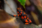 Oophaga histrionica (rana venenosa) sobre roca en selva húmeda del Chocó, Nuquí Colombia.
Fotografía de naturaleza por Camilo Camargo.