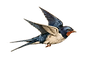 adorinhas.png