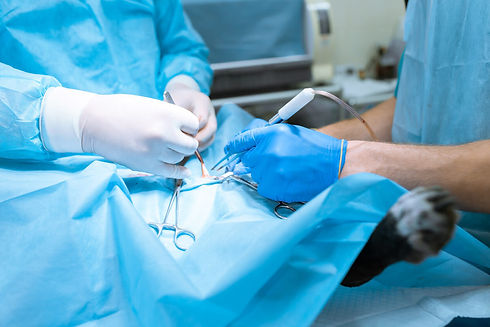 dog-surgery_edited.jpg