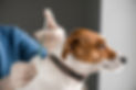 dog-getting-jabs-IE_edited.jpg
