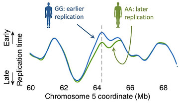 Replication timing variation illustration2.jpg