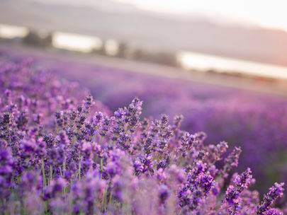 薰衣草延伸資訊