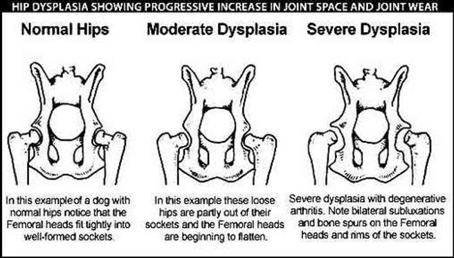 hip-dysplasia.jpg