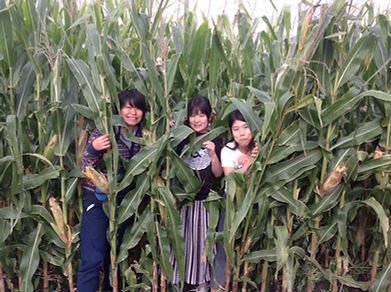 in corn.jpeg