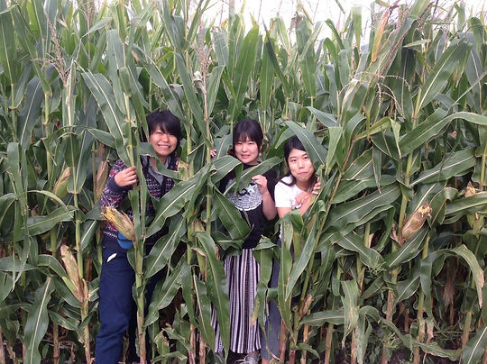 in corn.jpeg