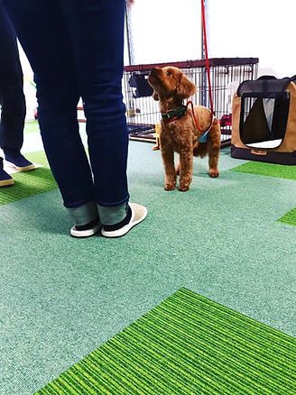 犬のしつけ 犬の幼稚園 しつけ教室 ドッグトレーニングの様子