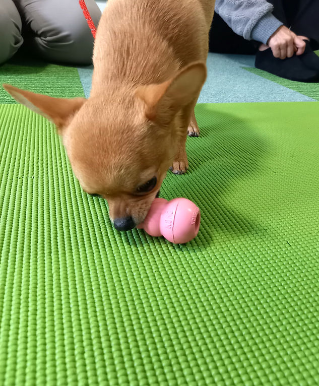 犬のしつけ 犬の幼稚園 しつけ教室 レッスンの様子