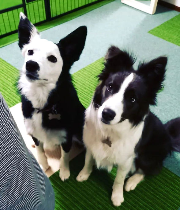 ボーダーコリー 犬のしつけ 犬の幼稚園 しつけ教室
