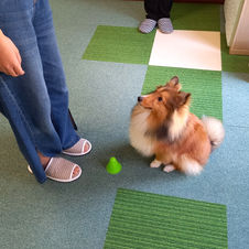 コマンド　主従関係　落ち着き　忍耐　信頼関係