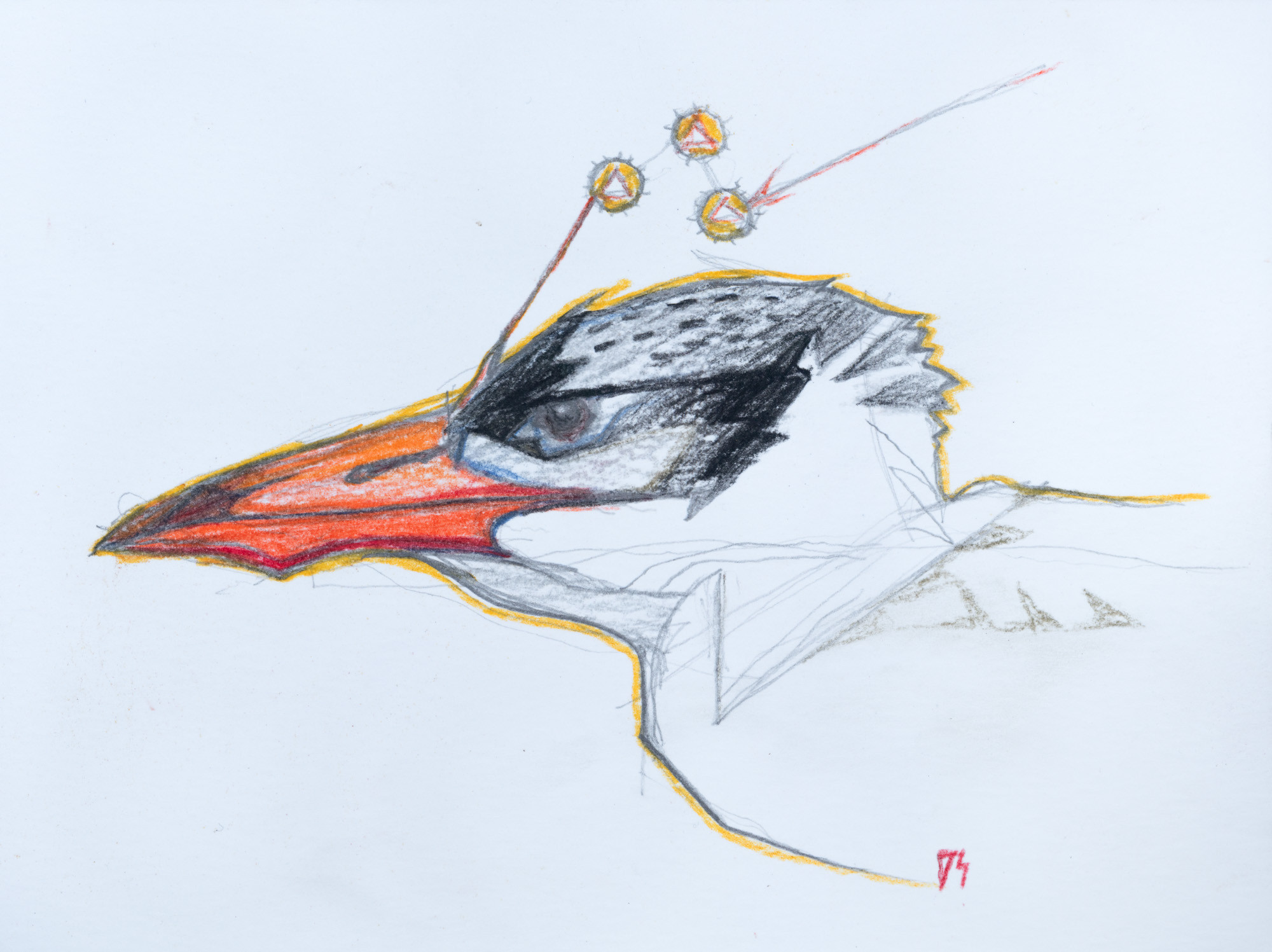 Caspian Tern (Study)