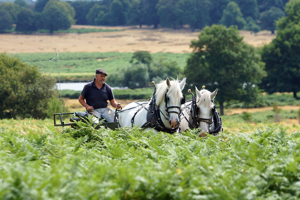 Oakwood-Clydesdales-bracken-rolling.jpg