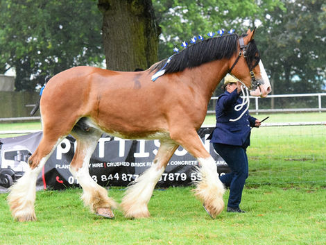 Oakwood Clydesdales show