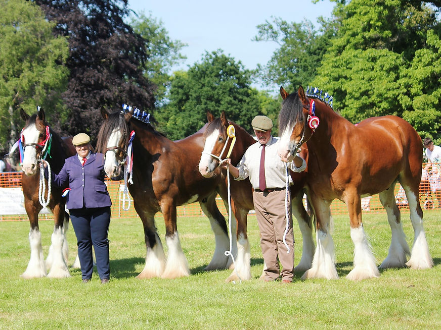 Oakwood Clydesdales