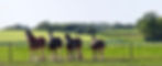 Oakwood_Clydesdales_edited.jpg