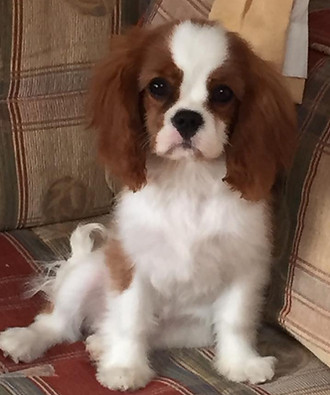 13322005_10156901176595328_8350649900035