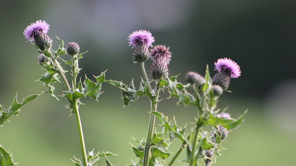The "Why" behind Thistle and Grace