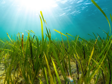 New Solent Map to help Boaters and Seagrass