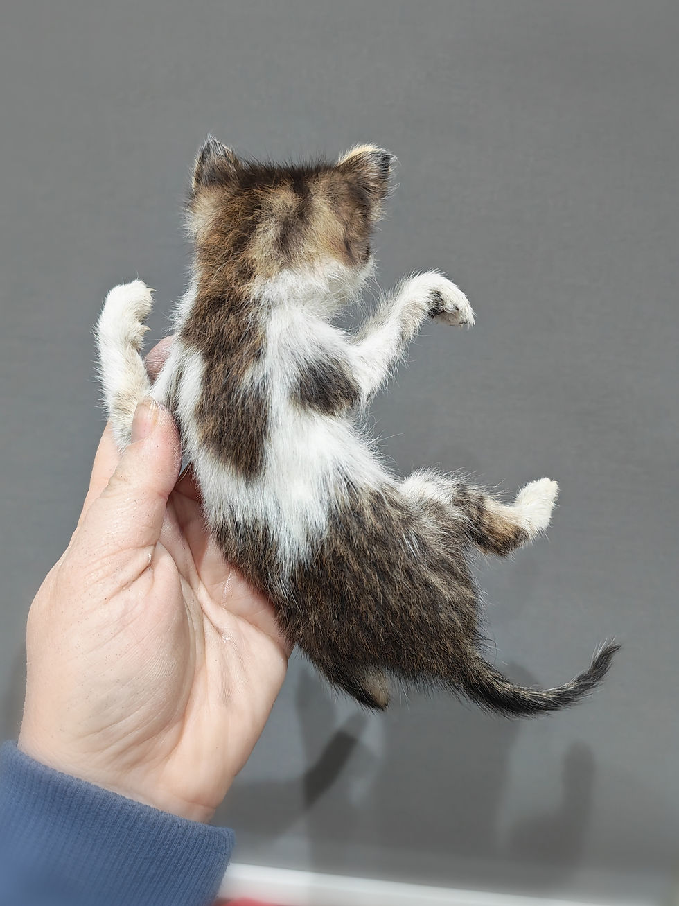 Thumbnail: Taxidermy kitten
