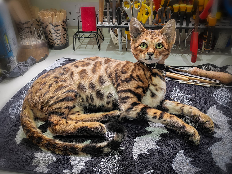 Thumbnail: Taxidermy Bengal cat