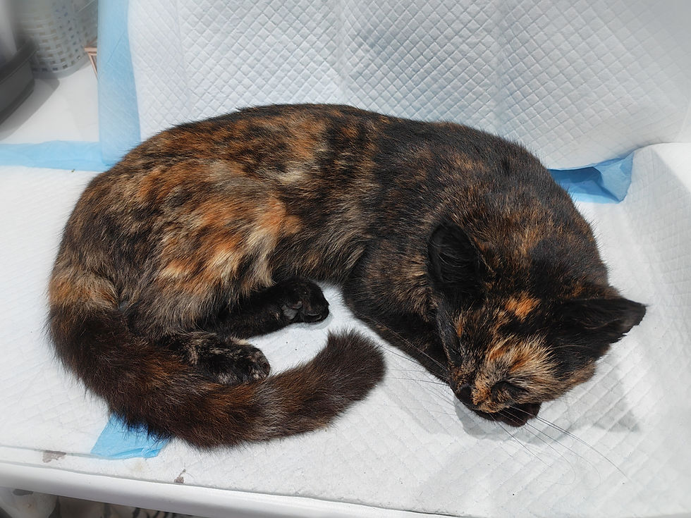 Thumbnail: Taxidermy tortoiseshell cat