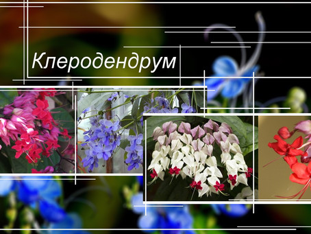 Клеродендрум