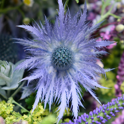 Blumenpost Diesteln